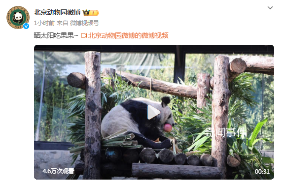 丫丫晒太阳吃果果 网友：丫丫真是越来越好看啦